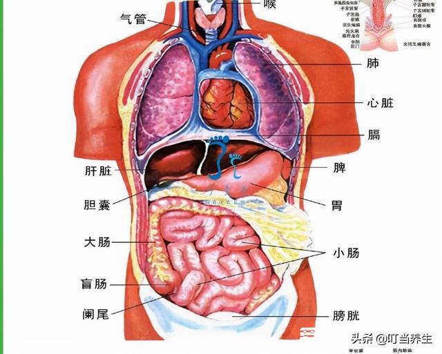 人体器官功能与作用图图片