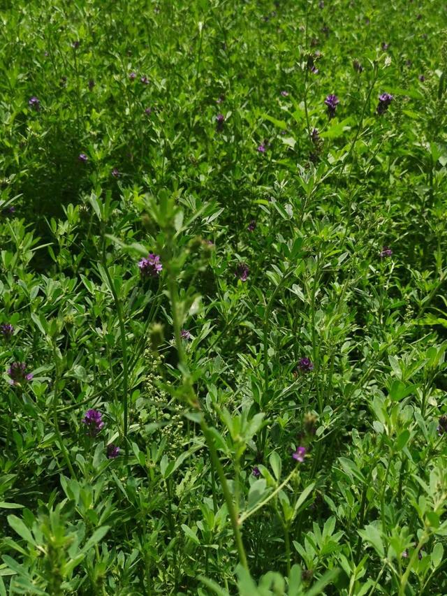 一,苜蓿怎么读什么意思