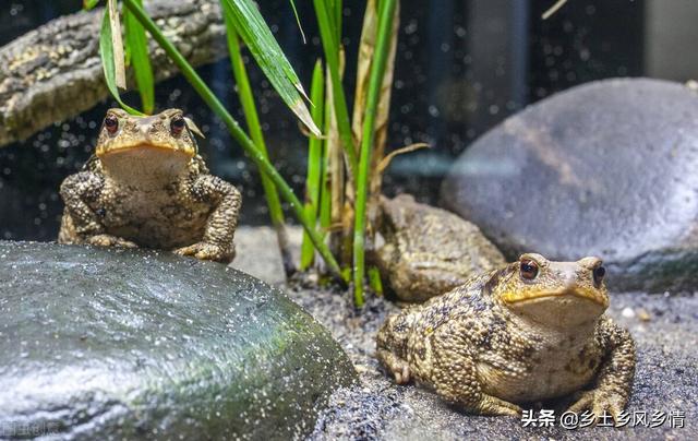 演示