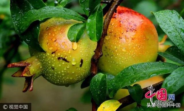 秋分丨12种食物预防秋燥