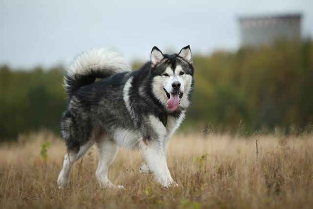 格陵兰犬