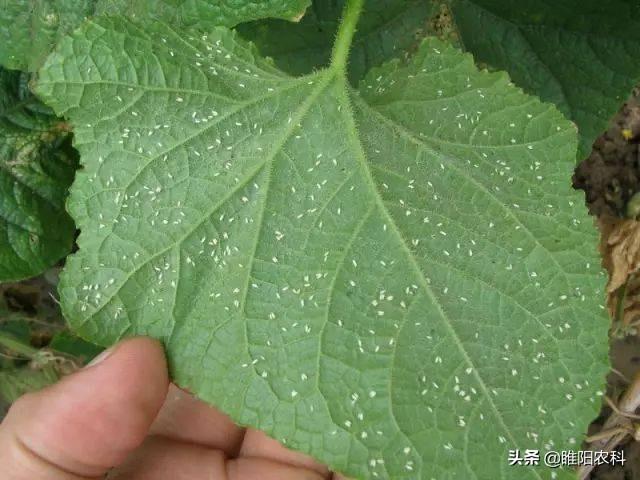 记住这个配方，防治蚜虫、飞虱、粉虱、蓟马等害虫，不再犯愁