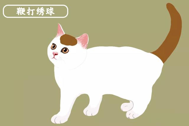 绣球猫