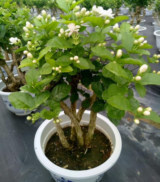 茉莉花怎么养