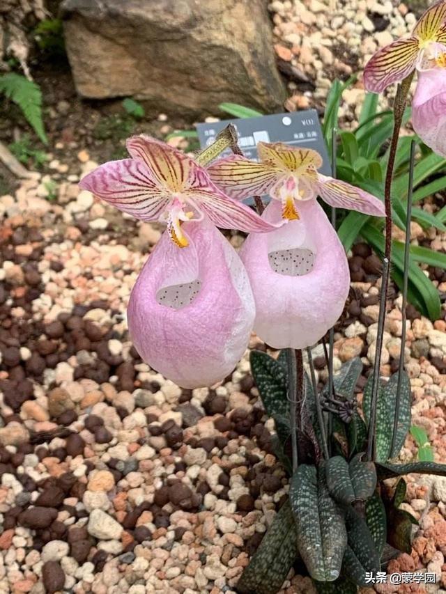 读诗 兰花待春风 深林含芳馨 70首兰花古诗词 静待春暖花开 今日头条