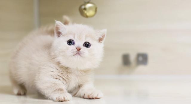 新手养猫最好养哪种猫，有什么适合新手养的猫？