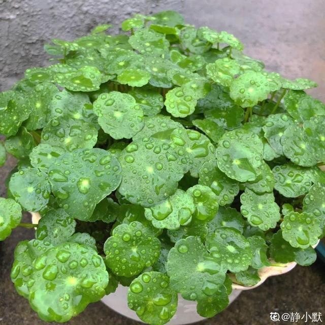 碰碰香有毒吗 碰碰香有毒吗（植物碰碰香有毒吗） 生活