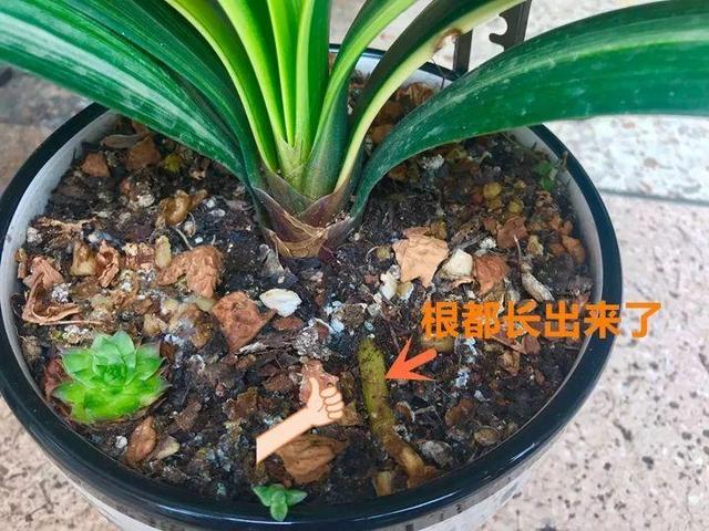 鱼鳞在土里多久腐烂