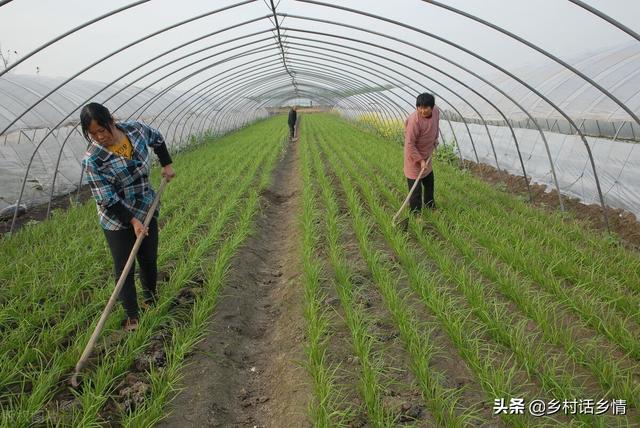 大葱和韭菜干尖黄叶，可别乱施肥、乱打药，对症防治才有效4