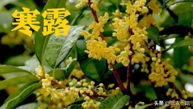 天气预报：初三初四月不明，一个月只有9天晴！今年9月无好天吗？