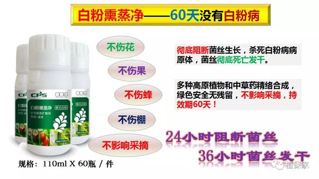 天冷打药不方便，白粉又泛滥，就用白粉熏蒸净，60天没有白粉病6