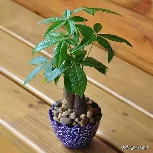 发财树的叶子发黄干枯掉落什么原因 发财树的叶子发黄干枯掉落什么原因  发财树的叶子发黄干枯掉落什么原因怎么补救 生活