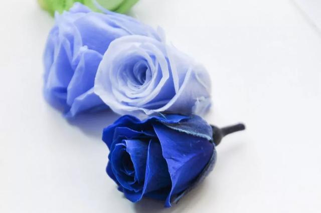 红玫瑰花语是什么