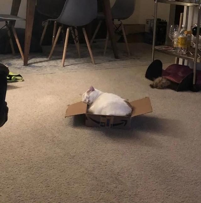 猫图片大全可爱 猫图片大全可爱