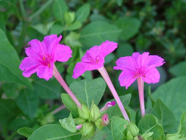 紫茉莉 紫茉莉（紫茉莉花简笔画） 生活