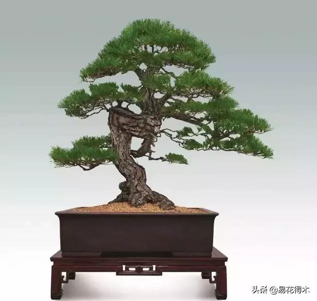 柏树的资料