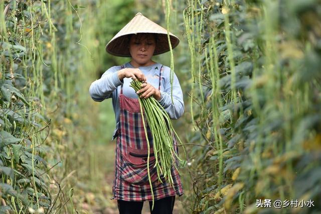 缸豆 缸豆（缸豆高产种植技术） 生活