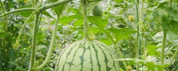西瓜种植时间