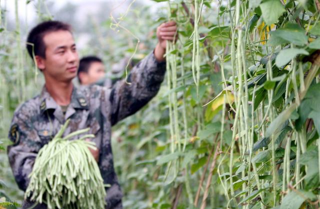 30年老种植户分享叶面肥，豆角结荚期喷2遍，又长又直亩产7000斤2