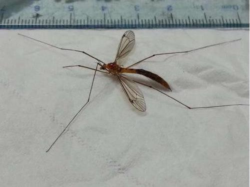 华丽巨蚊(华丽巨蚊幼虫图片) 注册公司 第3张