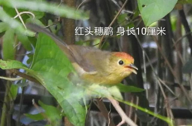 绒额鳾