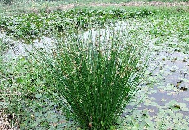 荸荠高产栽培管理中，掌握荸荠病虫害的防治技术，确保荸荠的品质6