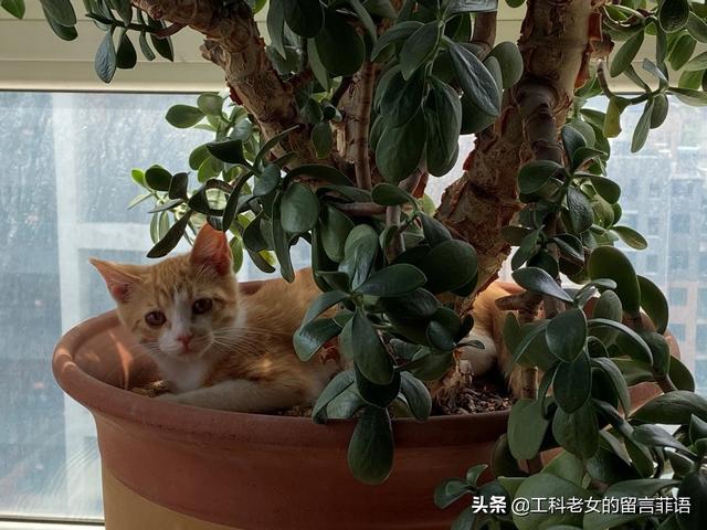 小橘猫脾气怪 不睡猫窝睡花盆 全网搜