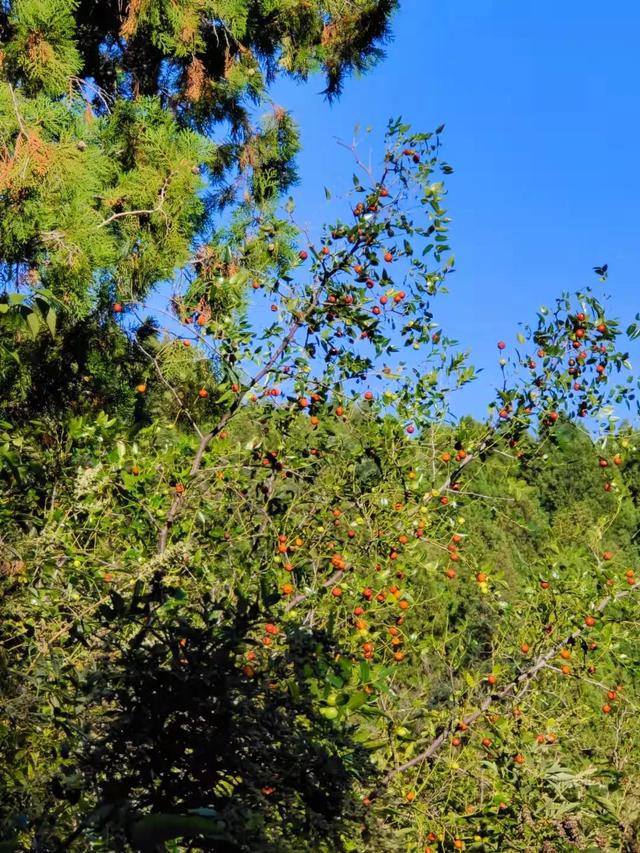中秋登山摘酸枣