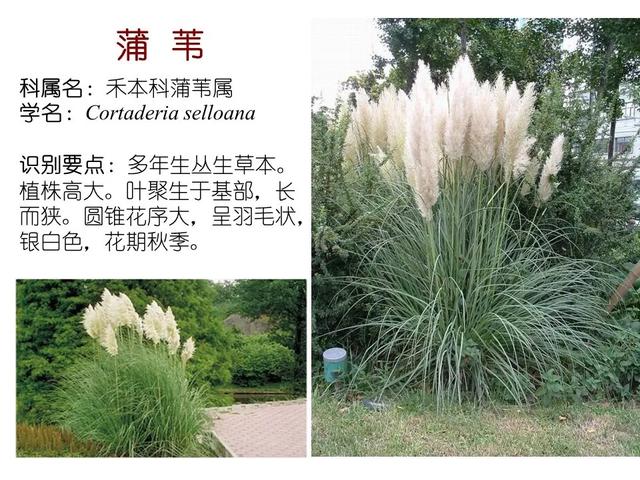 常见水生植物