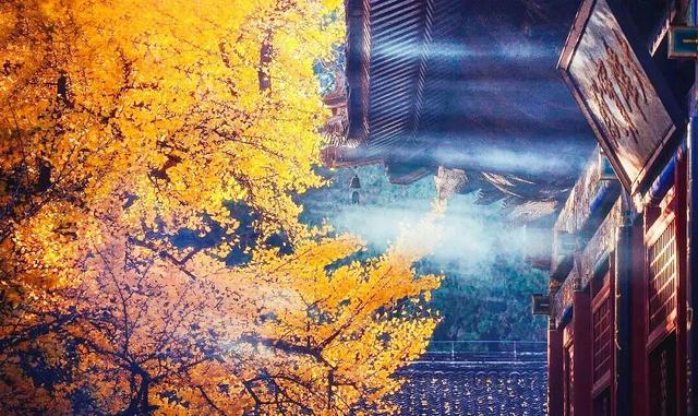 银杏叶子像什么 银杏叶子像什么（银杏叶子像什么比喻句） 生活