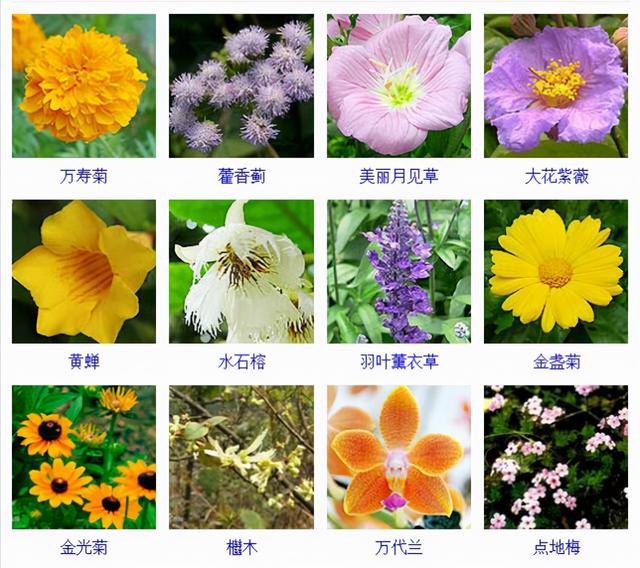 观花植物 观花植物（木本观花植物） 生活
