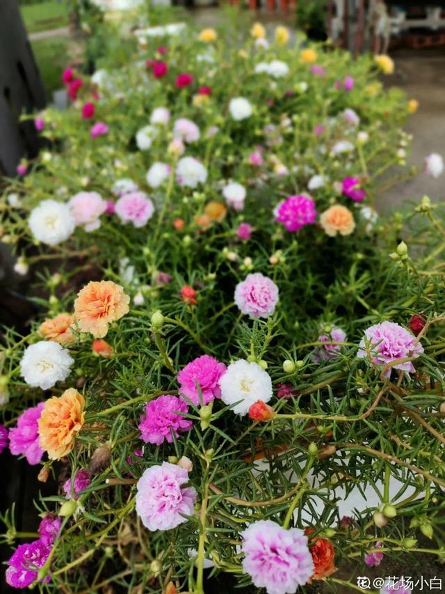夏天的花 夏天的花（夏天的花卉） 生活