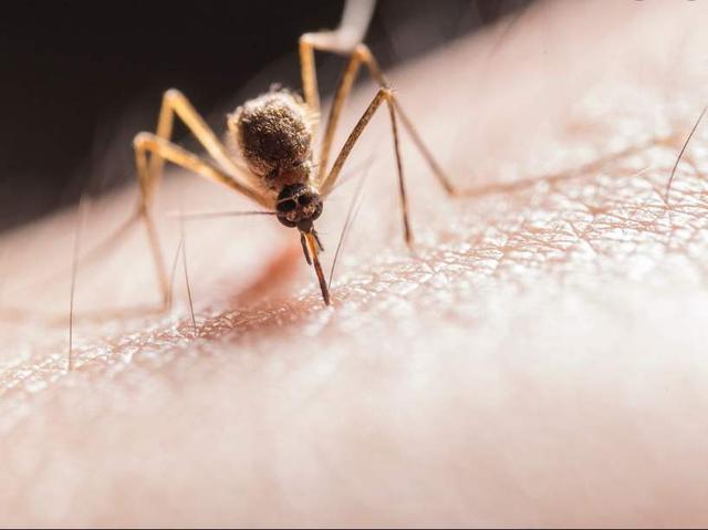 蚊子吸血是为了什么