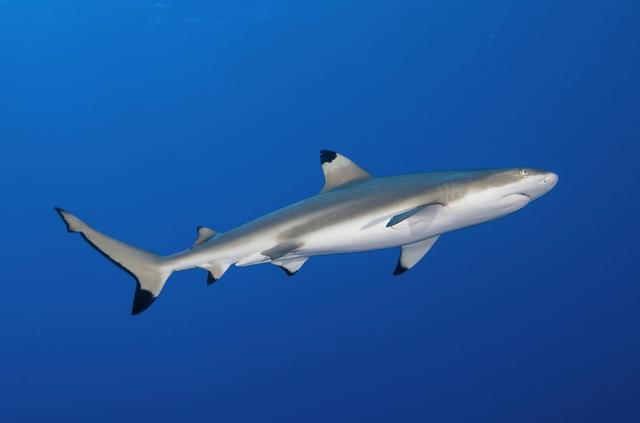 黑鳍鲨 黑鳍鲨（黑鳍鲨多少钱一只） 动物