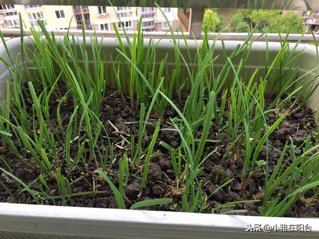如何种菜 如何种菜（空间站的大便如何种菜） 生活