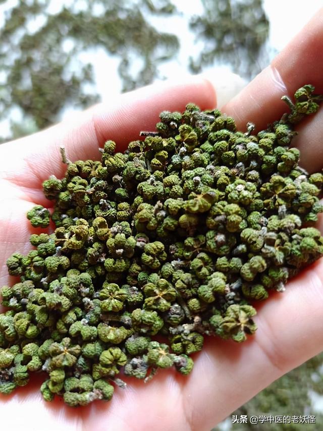 每日一中药——吴茱萸