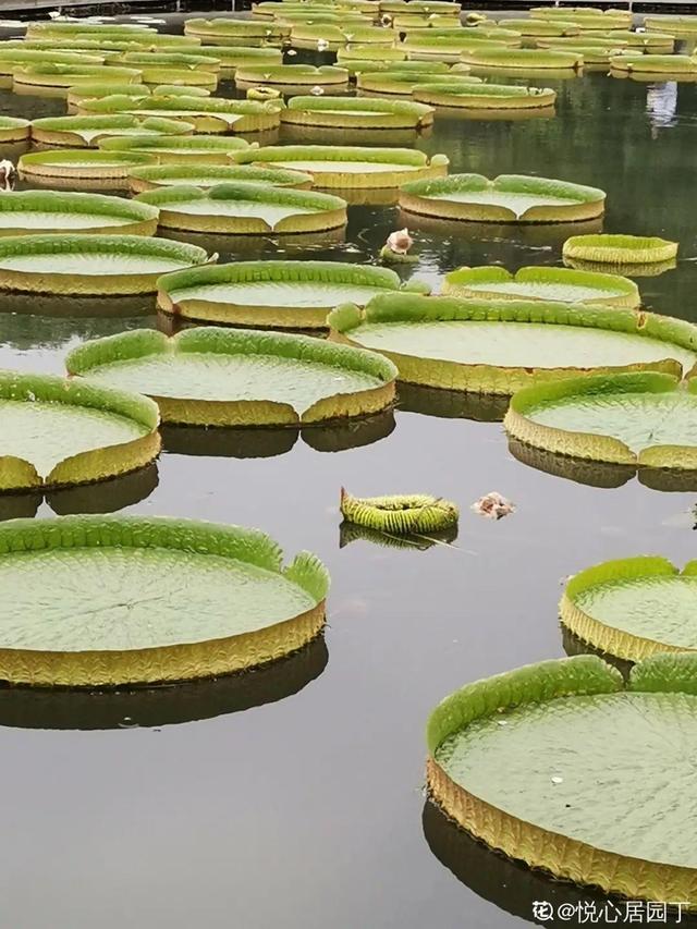 水植物 水植物（水生植物施工组织设计） 生活