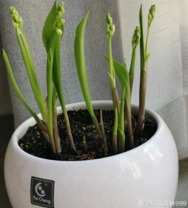 铃兰花 铃兰花，铃兰花语 生活