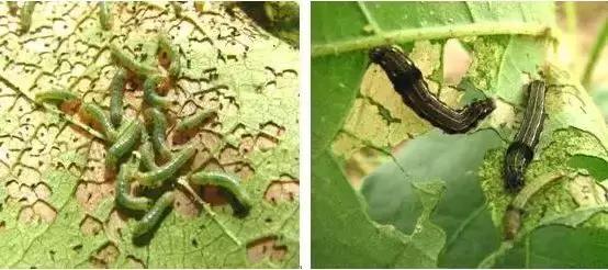 警告！这3种害虫近期严重危害草莓，有的叶片被**吃光！（附防治措施）3