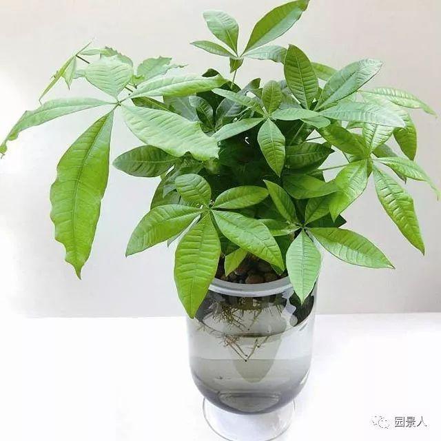 花的种植