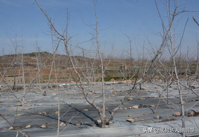 你的果园树盘进行清耕、打除草剂还是覆盖，园艺地布是不错的选择10