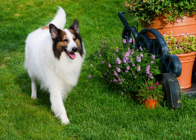 苏格兰牧羊犬性格