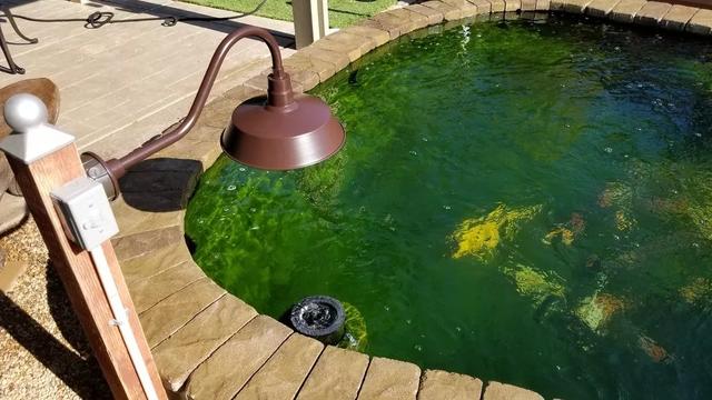 花生油过滤机的渣子能喂鱼吗