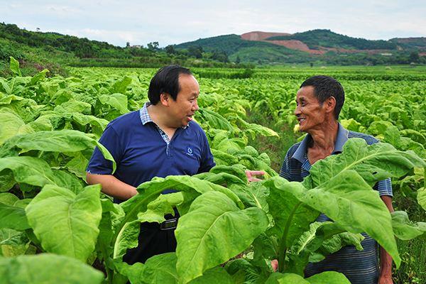 烟草黑胫病防治有技巧，这些措施帮您科学防治6