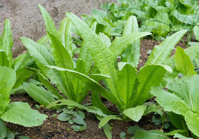 入伏后能种哪些蔬菜？除了初伏萝卜，五种菜园时令蔬菜可放心种