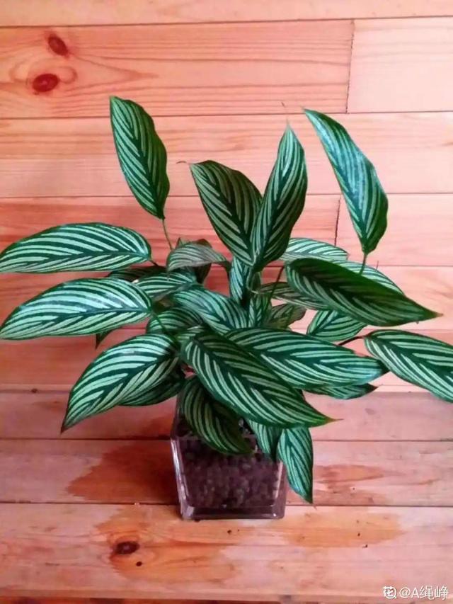 碰碰香有毒吗 碰碰香有毒吗（植物碰碰香有毒吗） 生活