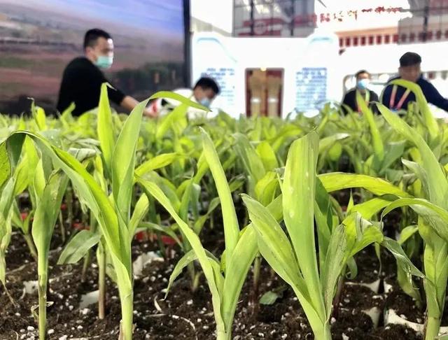 杨凌市农业机械展