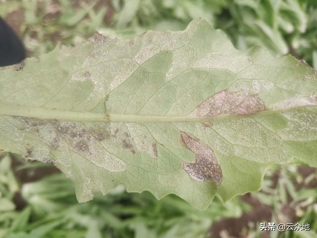 油麦菜霜霉病发生后要早防治，合理配药、科学施药效果加倍