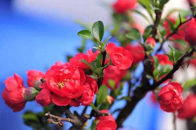 「原创诗词」万里云 | 惜春欲赋诗心老 辛丑仲春十词