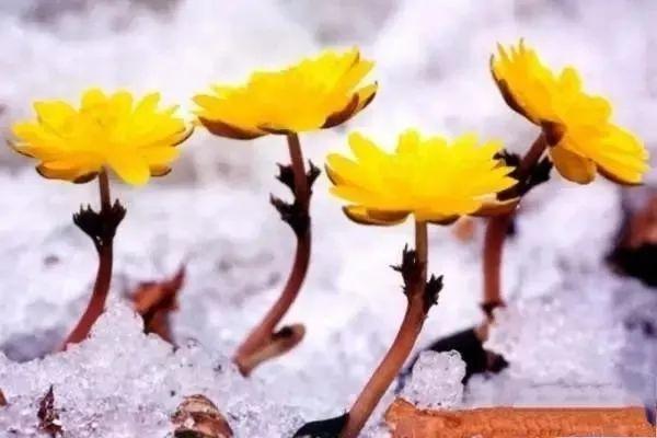 冰雪天开花的“福寿草”，有毒可药用价值很高，生长到开花要5年